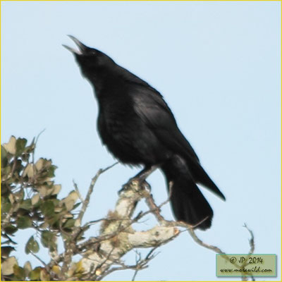 Carrion Crow - Gralha preta - Corvus corone