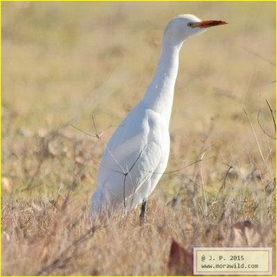 Cattle Egret - Carraceiro - Bubulcus ibis