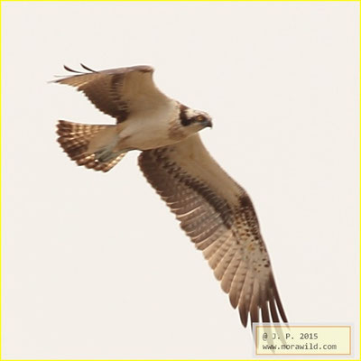 Osprey - Águia-pesqueira - Pandion haliaetus