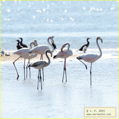 Greather Flamingo - Flamingos - Phoenicopterus roseus