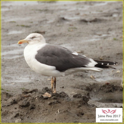 Lesser Black-backed Gull - Gaivota d'asa escura - Larus fuscus