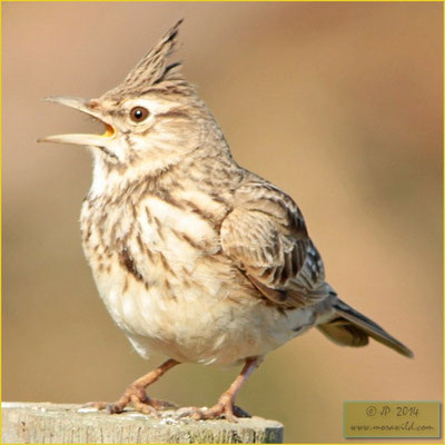 Crested Lark - Cotovia de poupa - Galerida cristata