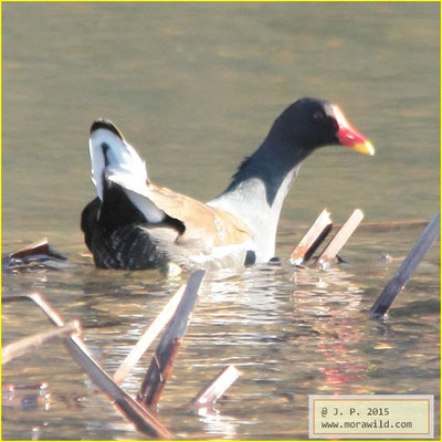 Eurasian Moorhen - Galinha d´Agua - Gallinula chloropus