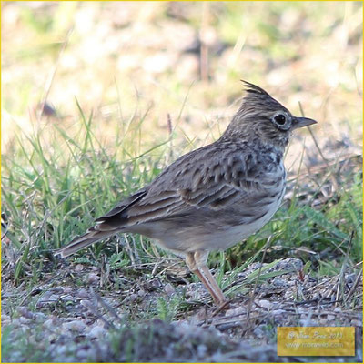 Thekla Lark - Cotovia escura - Galerida theklae