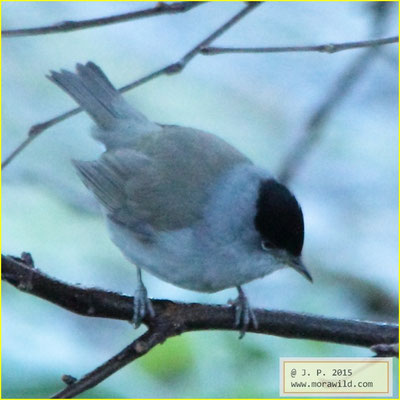 Eurasian Blackcap - Toutinegra-de-barrete Sylvia atricapilla