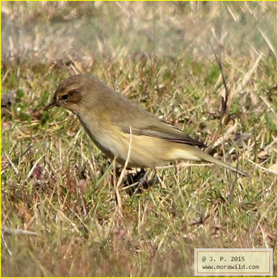 Common Chiffchaff - Felosinha comum - Phylloscopus collybita