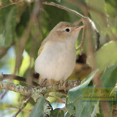 Western Bonelli's Warbler - Felosa de papo branco - Phylloscopus bonelli