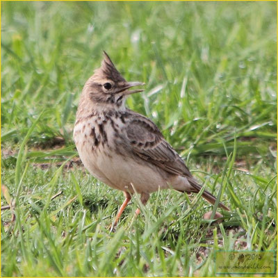 Crested Lark - Cotovia de poupa - Galerida cristata