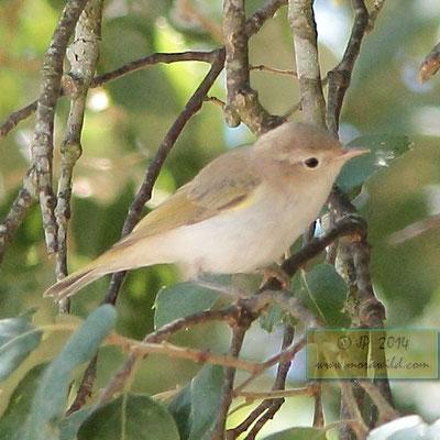 Western Bonelli's Warbler - Felosa de papo branco - Phylloscopus bonelli