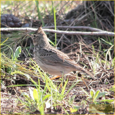 Thekla Lark - Cotovia escura - Galerida theklae