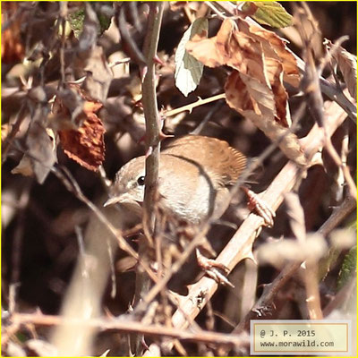 Cetti's Warbler - Rouxinol bravo - Cettia cetti