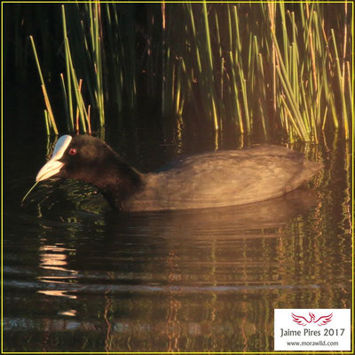 Eurasian Coot - Galeirão comum - Fulica atra