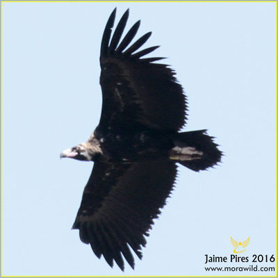 Black Vulture - Abutre preto - Aegypius monachus