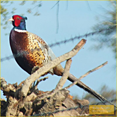 Ring-necked Pheasant - Faisão -  Phasianus colchicus