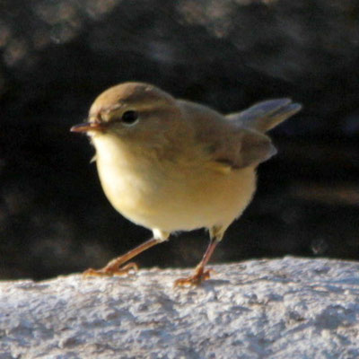 Common Chiffchaff - Felosinha comum - Phylloscopus collybita