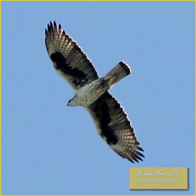 Bonelli's Eagle - Águia perdigueira - Aquila fasciata