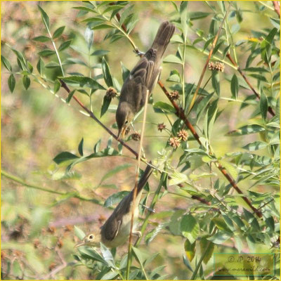 Melodious Warbler - Felosa poliglota - Hippolais polyglotta