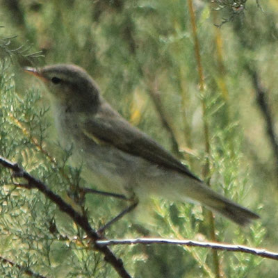 Iberian Chiffchaff - Felosa ibérica - Phyiloscopus ibericus