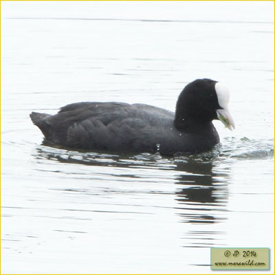 Eurasian Coot - Galeirão comum - Fulica atra