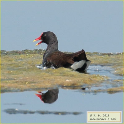 Eurasian Moorhen - Galinha d´Agua - Gallinula chloropus