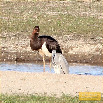 Black Stork - Cegonha-preta - Ciconia nigra