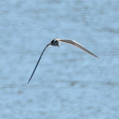 Black Tern - Chlidonias niger - Gaivina preta