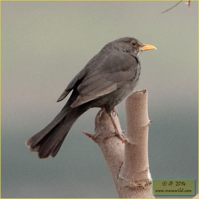 Melro Turdus merula