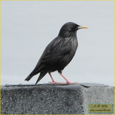 Estorninho-preto Sturnus unicolor