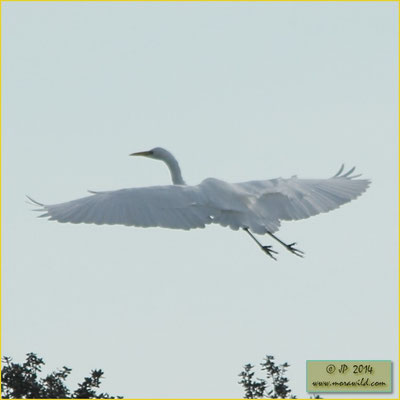   Great Egret - Garça branca grande - Ardea alba