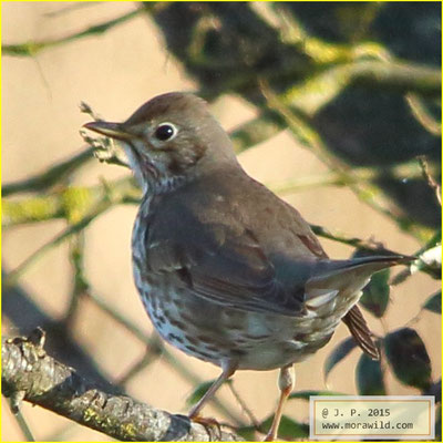 Song Thrush - Tordo pinto - Turdus philomelos