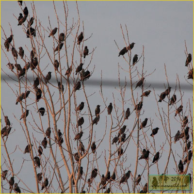 European Starling - Estorninho malhado - Sturnus vulgaris