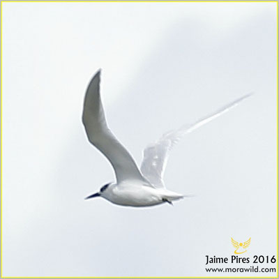 Sandwich tern - Garajau - Sterna sandvicensis