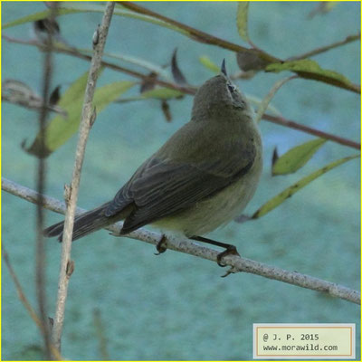 Iberian Chiffchaff - Felosa ibérica - Phyiloscopus ibericus