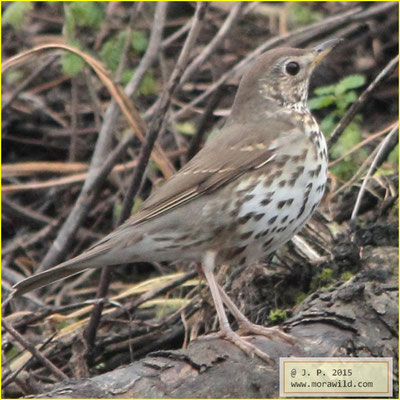 Song Thrush - Tordo pinto - Turdus philomelos