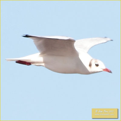 Black-headed Gull - Guincho comum - Chroicocephalus ridibundus