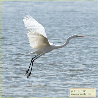  Great Egret - Garça branca grande - Ardea alba
