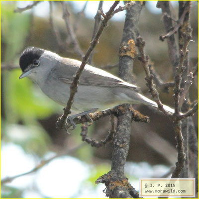 Eurasian Blackcap - Toutinegra-de-barrete Sylvia atricapilla