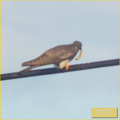 Great Spotted Cuckoo - Cuco rabilongo - Clamator glandarius