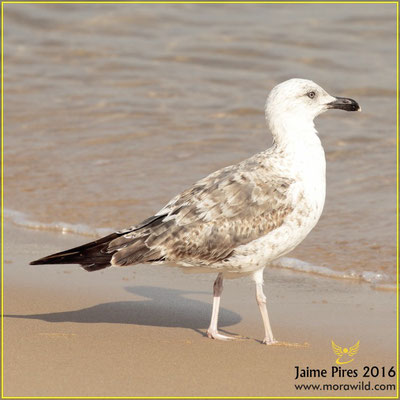 Lesser Black-backed Gull - Gaivota d'asa escura - Larus fuscus