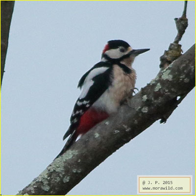 Great Spotted Woodpecker - Pica pau malhado - Dendrocopos major