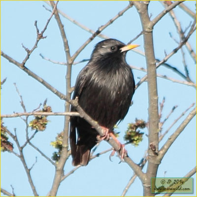 Estorninho-preto Sturnus unicolor