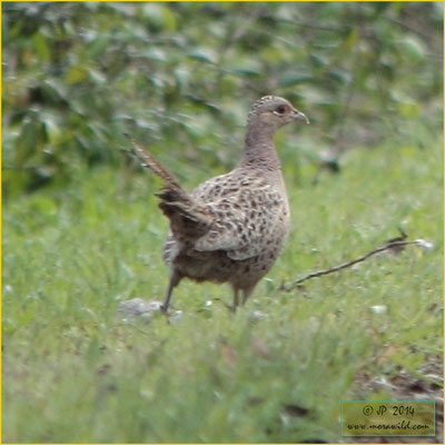 Ring-necked Pheasant - Faisão -  Phasianus colchicus