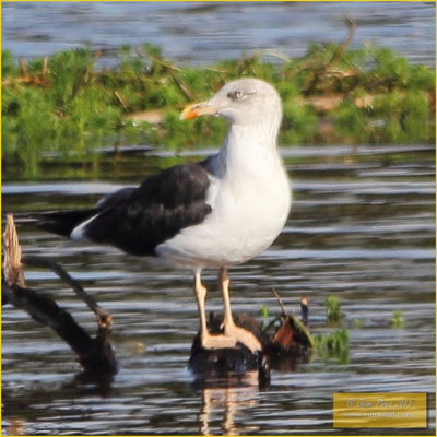 Lesser Black-backed Gull - Gaivota d'asa escura - Larus fuscus