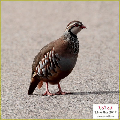 Red-legged Partridge - Perdiz - Alectoris rufa