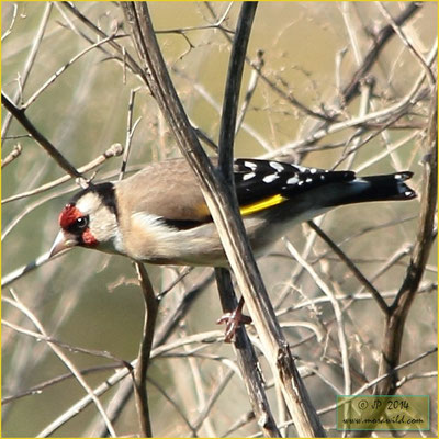 European Goldfinch - Pintassilgo  - Carduelis carduelis