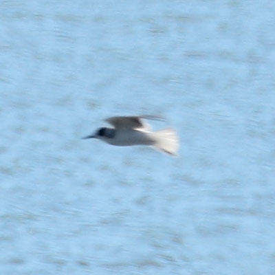 Black Tern - Chlidonias niger - Gaivina preta