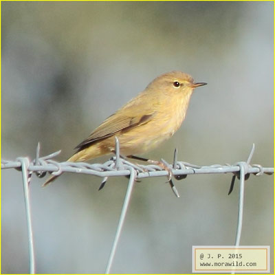 Common Chiffchaff - Felosinha comum - Phylloscopus collybita