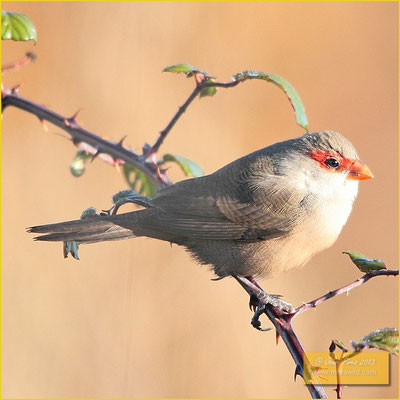 Common Waxbill - Bico de lacre - Estrilda astrild