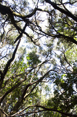 Nationalpark Garajonay | La Gomera 