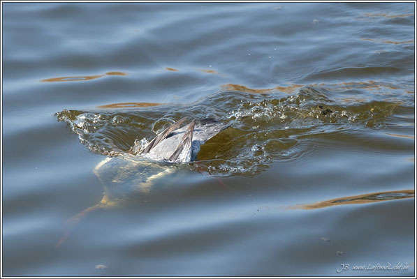 Gänsesäger auf Fischfang ...